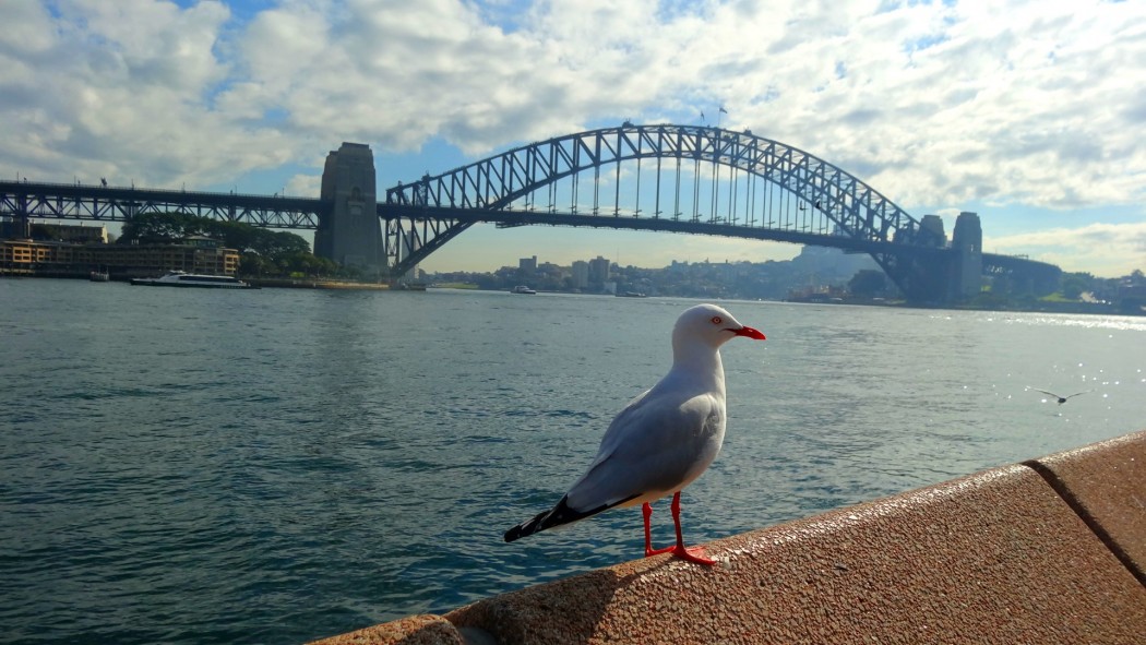 Harbour bridge et mouettes Sydney