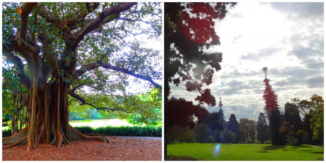Collage Royal Botanic Gardens Sydney
