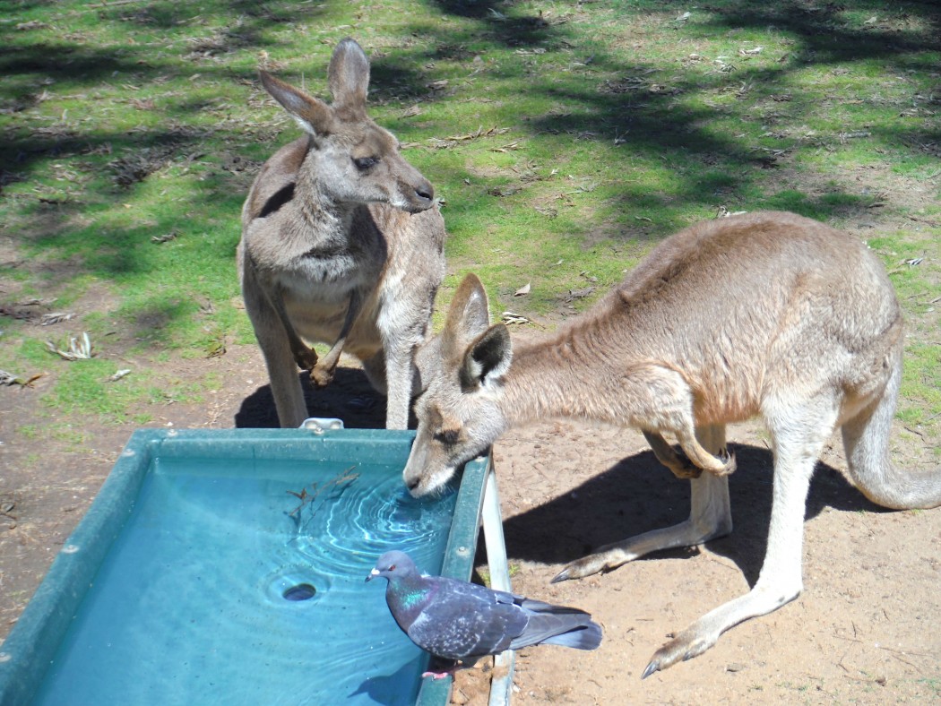Kangourous © Vie d'Expat' Kangourous Australie