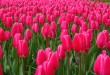 Rien que des Tulipes : Visite de Keukenhof !