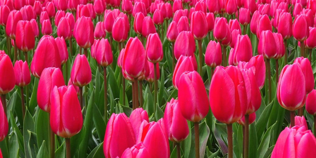 Keukenhof - Amsterdam tulipes